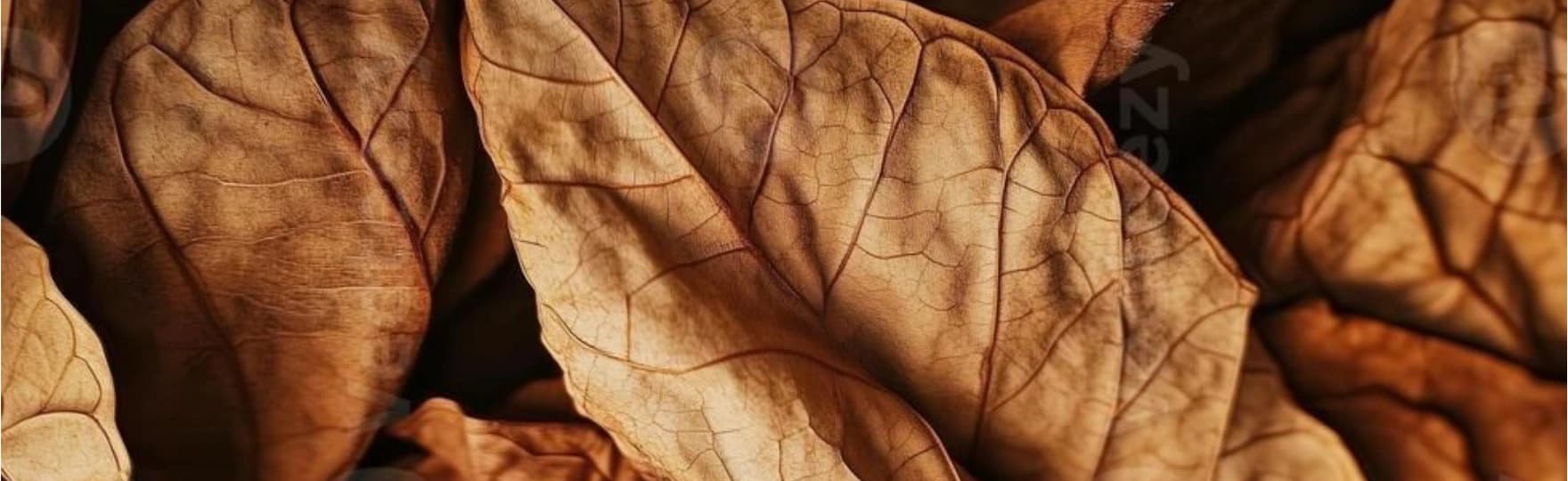Traditional Tobacco